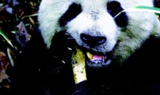 关于大熊猫的相关资料